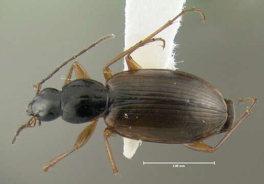 Image of Agonum (Europhilus) palustre Goulet 1969