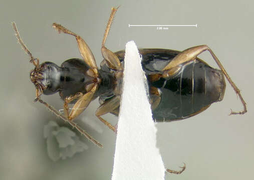 Image of Agonum (Europhilus) palustre Goulet 1969