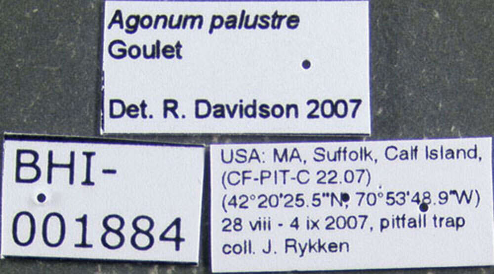 Image of Agonum (Europhilus) palustre Goulet 1969