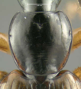 Image of Agonum (Europhilus) palustre Goulet 1969