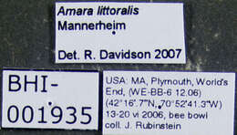 Image of Amara (Amara) littoralis Mannerheim 1843