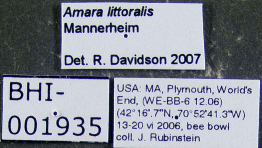 Amara (Amara) littoralis Mannerheim 1843 resmi