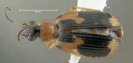 Image of Lebia (Lebia) analis Dejean 1825