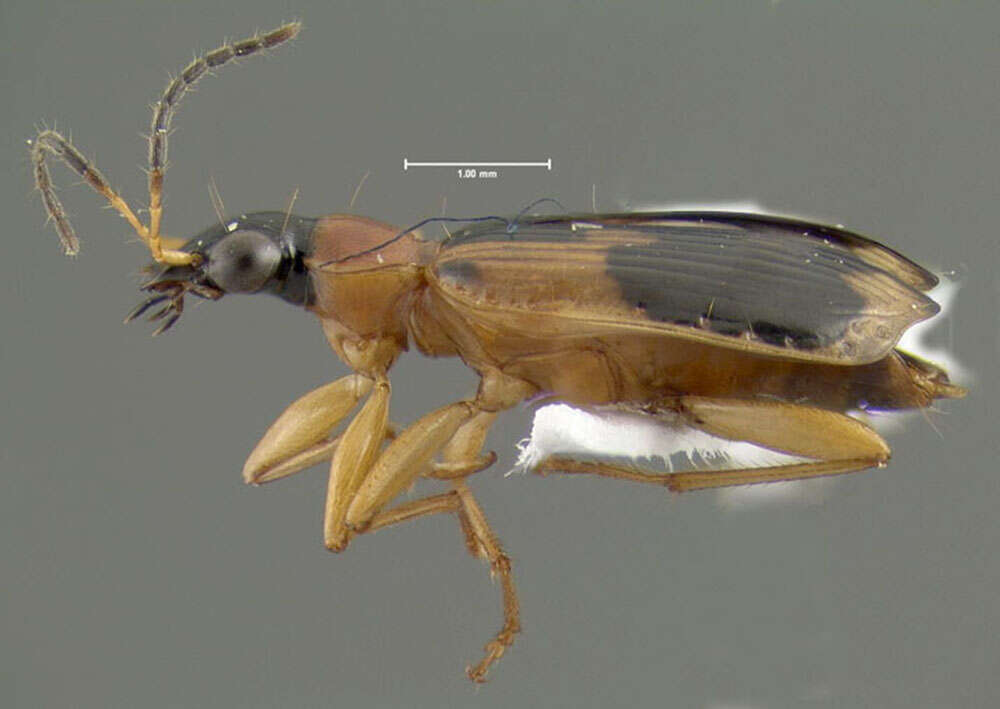 Image of Lebia (Lebia) analis Dejean 1825