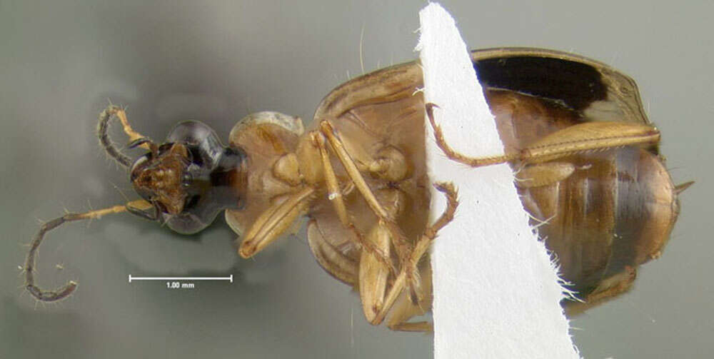 Image of Lebia (Lebia) analis Dejean 1825