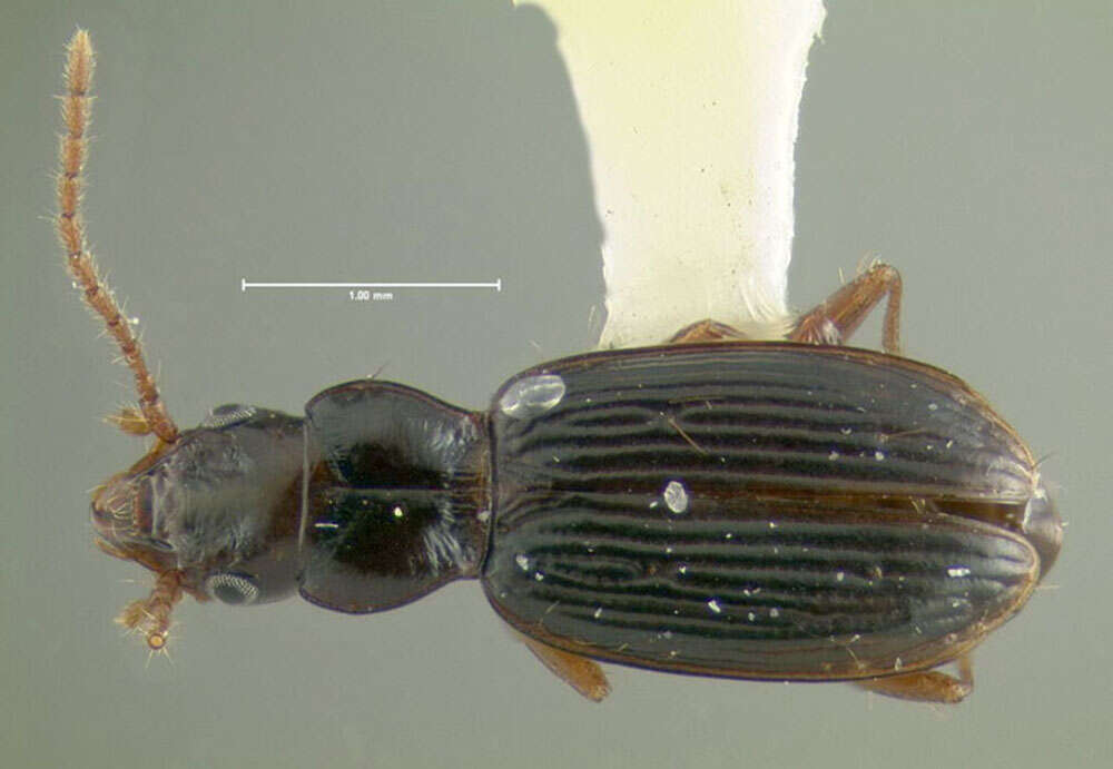 Plancia ëd Bembidion (Lymnaeum) nigropiceum (Marsham 1802)