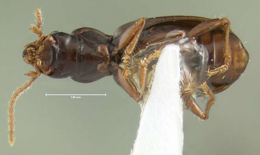 Plancia ëd Bembidion (Lymnaeum) nigropiceum (Marsham 1802)