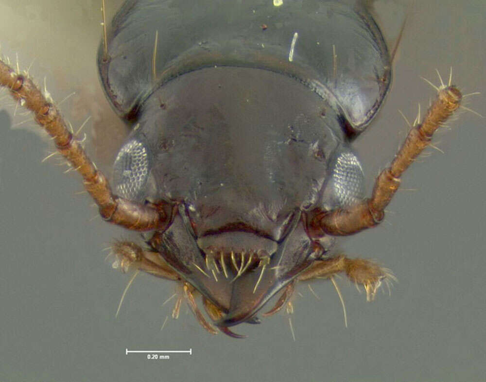 Plancia ëd Bembidion (Lymnaeum) nigropiceum (Marsham 1802)