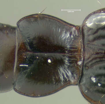 Plancia ëd Bembidion (Lymnaeum) nigropiceum (Marsham 1802)