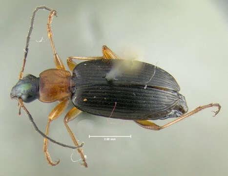 Image of Agonum (Olisares) decorum (Say 1823)