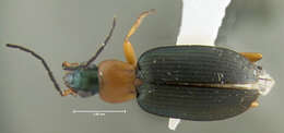 Image of Agonum (Olisares) decorum (Say 1823)