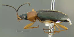 Image of Agonum (Olisares) decorum (Say 1823)