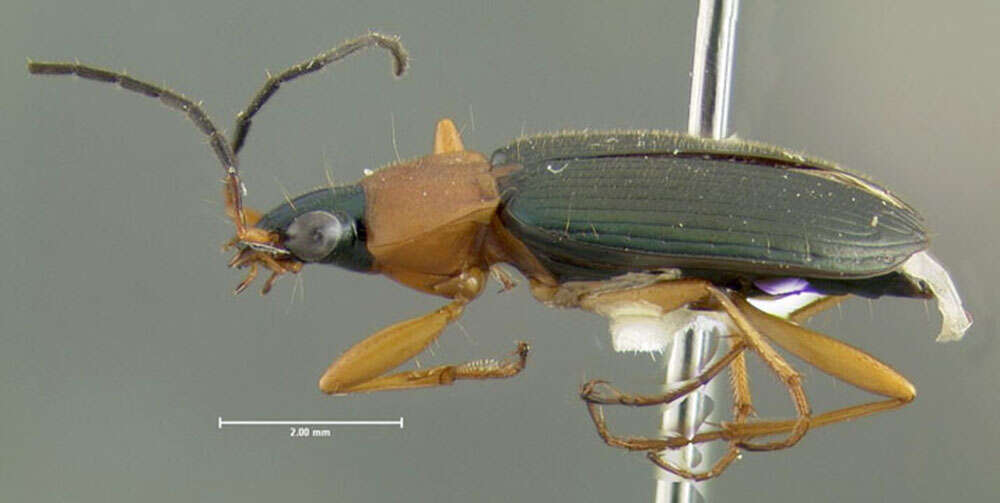 Image of Agonum (Olisares) decorum (Say 1823)