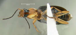 Image of Agonum (Olisares) decorum (Say 1823)