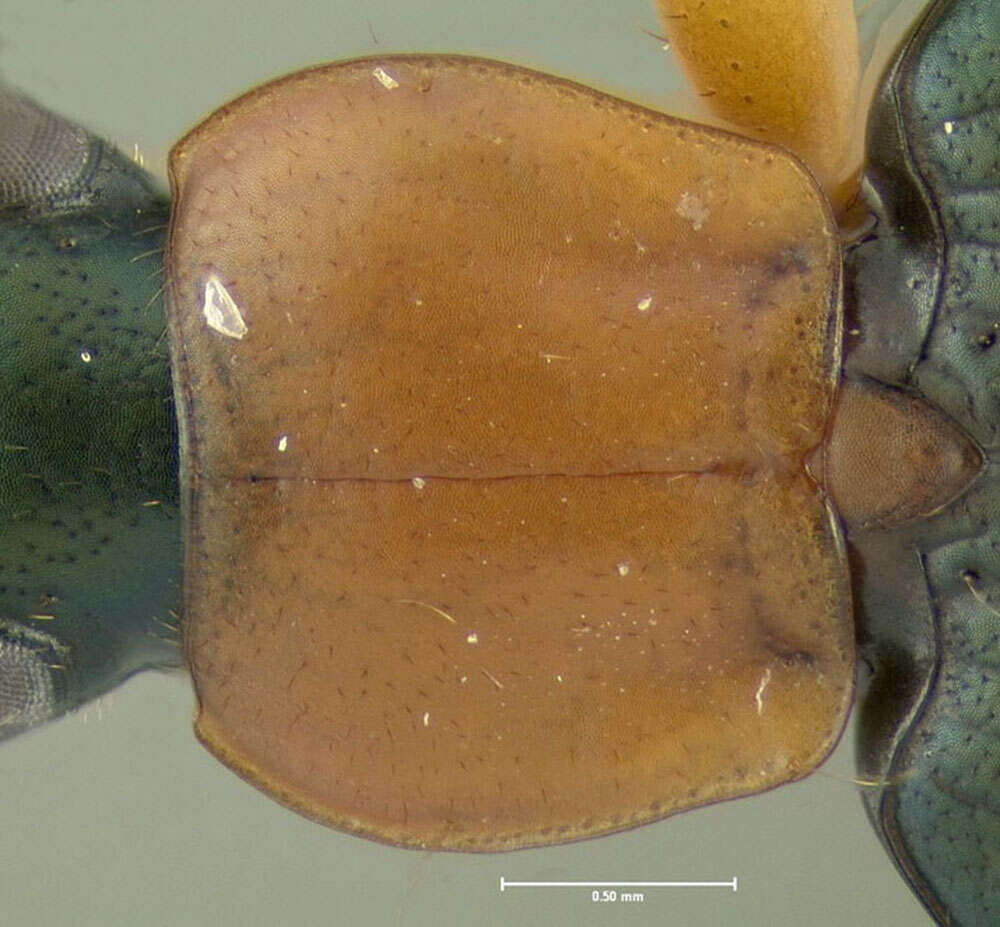 Image of Agonum (Olisares) decorum (Say 1823)