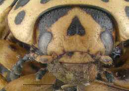 Image of Colorado potato beetle