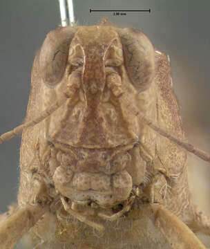 Image of Carolina Grasshopper