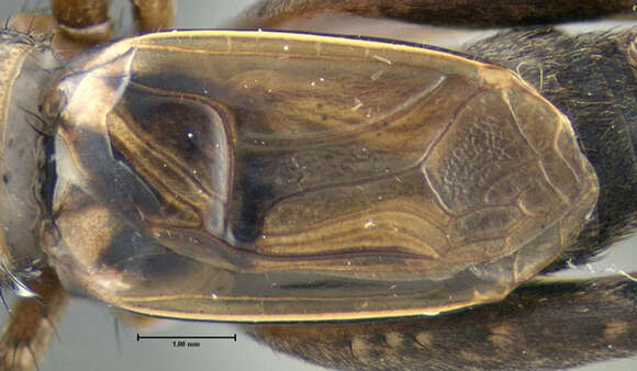 Image of Allonemobius fasciatus fasciatus (De Geer 1773)