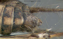 Image of Allonemobius fasciatus fasciatus (De Geer 1773)