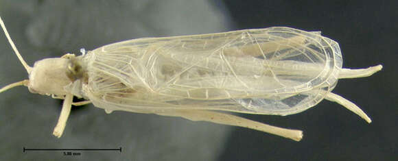 Image of Davis's Tree Cricket