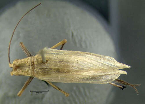 Image of Black-horned Tree Cricket