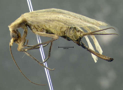 Image of Black-horned Tree Cricket