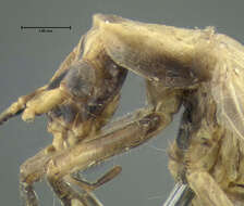 Image of Black-horned Tree Cricket