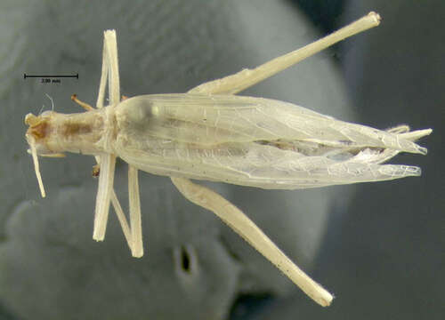 Image of Narrow-winged Tree Cricket