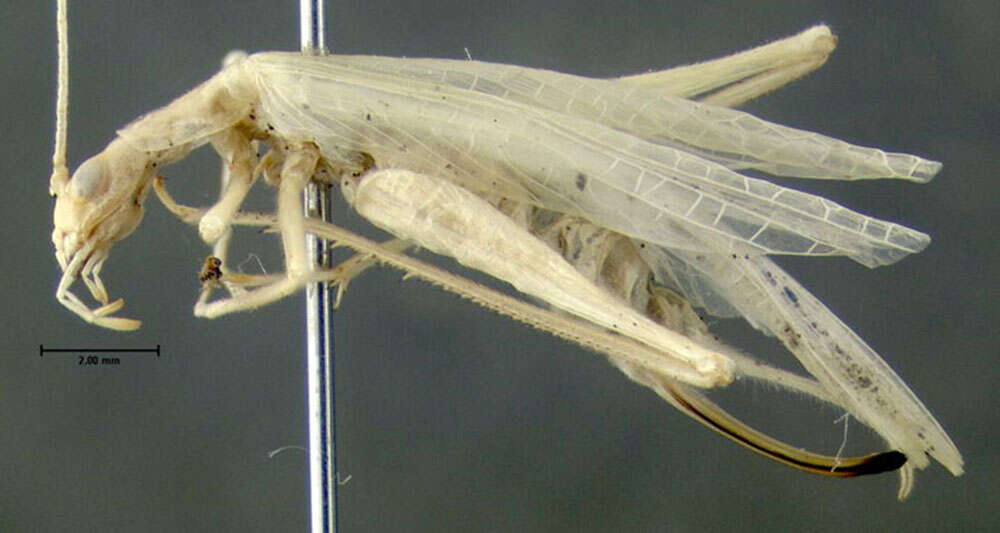 Image of Narrow-winged Tree Cricket