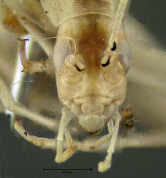 Image of Narrow-winged Tree Cricket