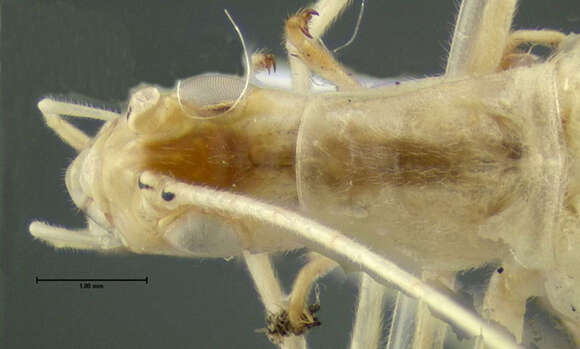 Image of Narrow-winged Tree Cricket