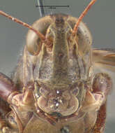 Image of Two-Striped Grasshopper