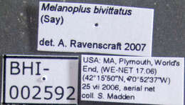 Melanoplus bivittatus (Say 1825)的圖片