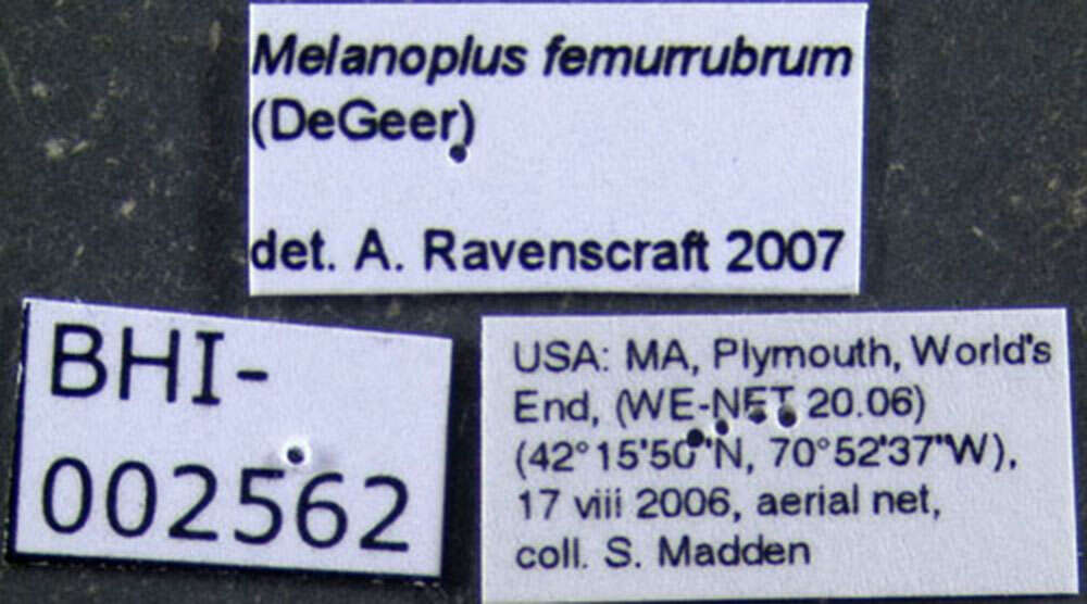 Melanoplus femurrubrum (De Geer 1773)的圖片