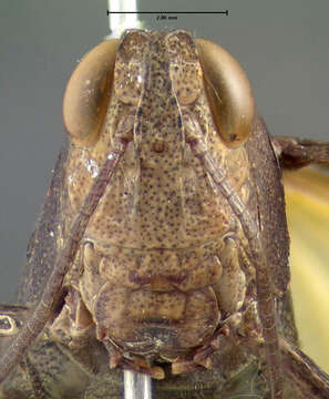 Image of Sulphur-winged Grasshopper