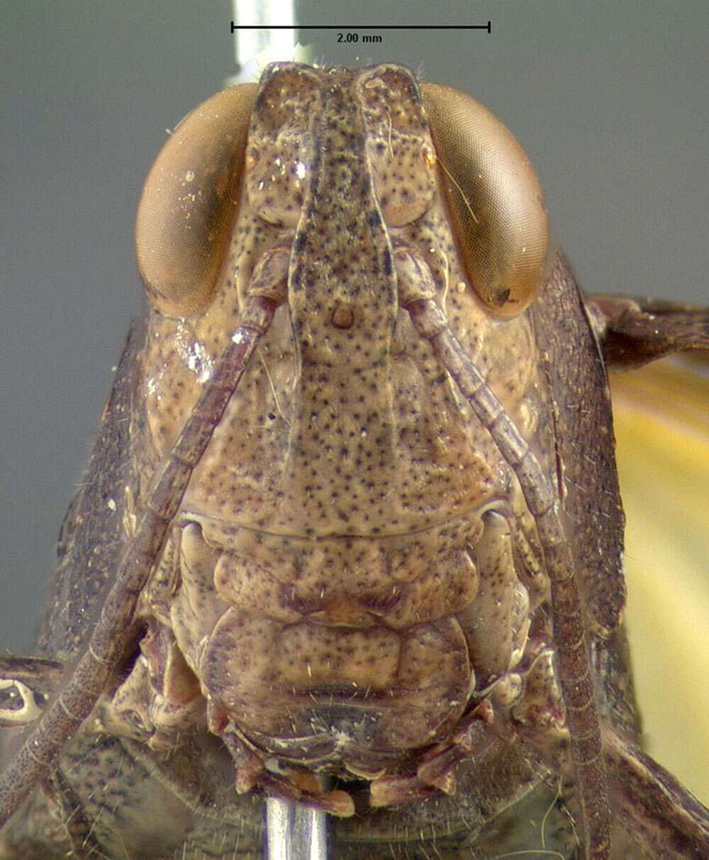 Image of Sulphur-winged Grasshopper