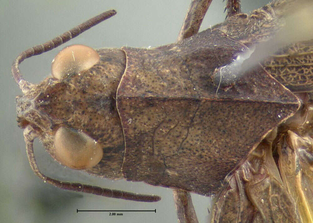 Image of Sulphur-winged Grasshopper