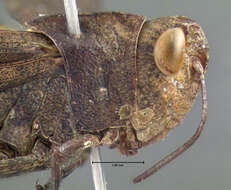 Image of Sulphur-winged Grasshopper