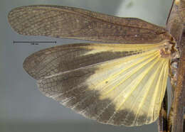 Image of Sulphur-winged Grasshopper