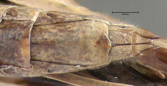 Image of Green-striped Grasshopper