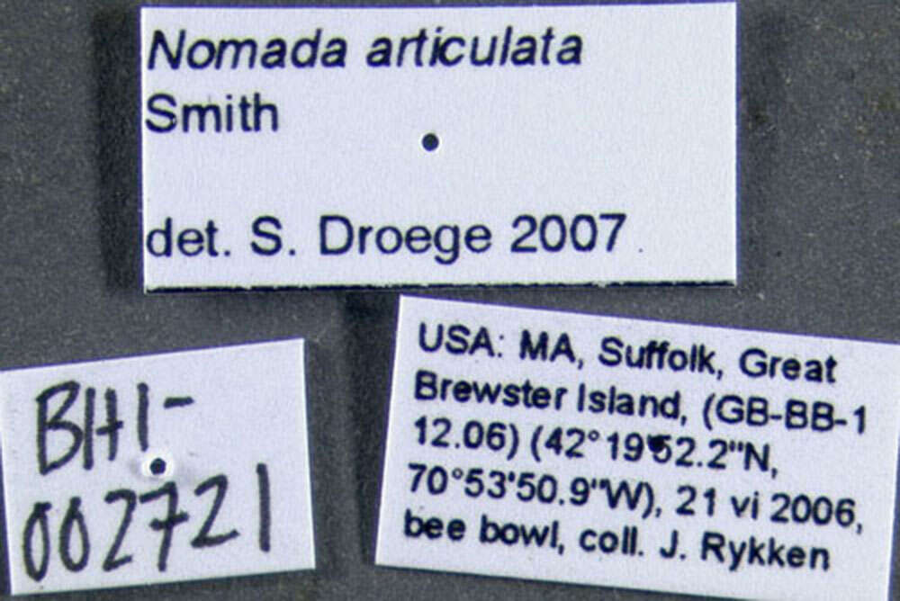Image of Nomada articulata Smith 1854