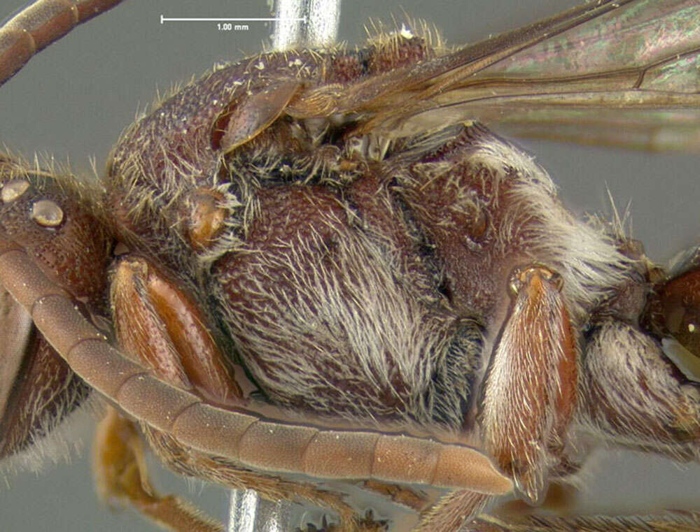 Image of Nomada maculata Cresson 1863