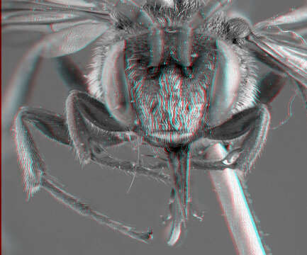 Image of Nomada pygmaea Cresson 1863