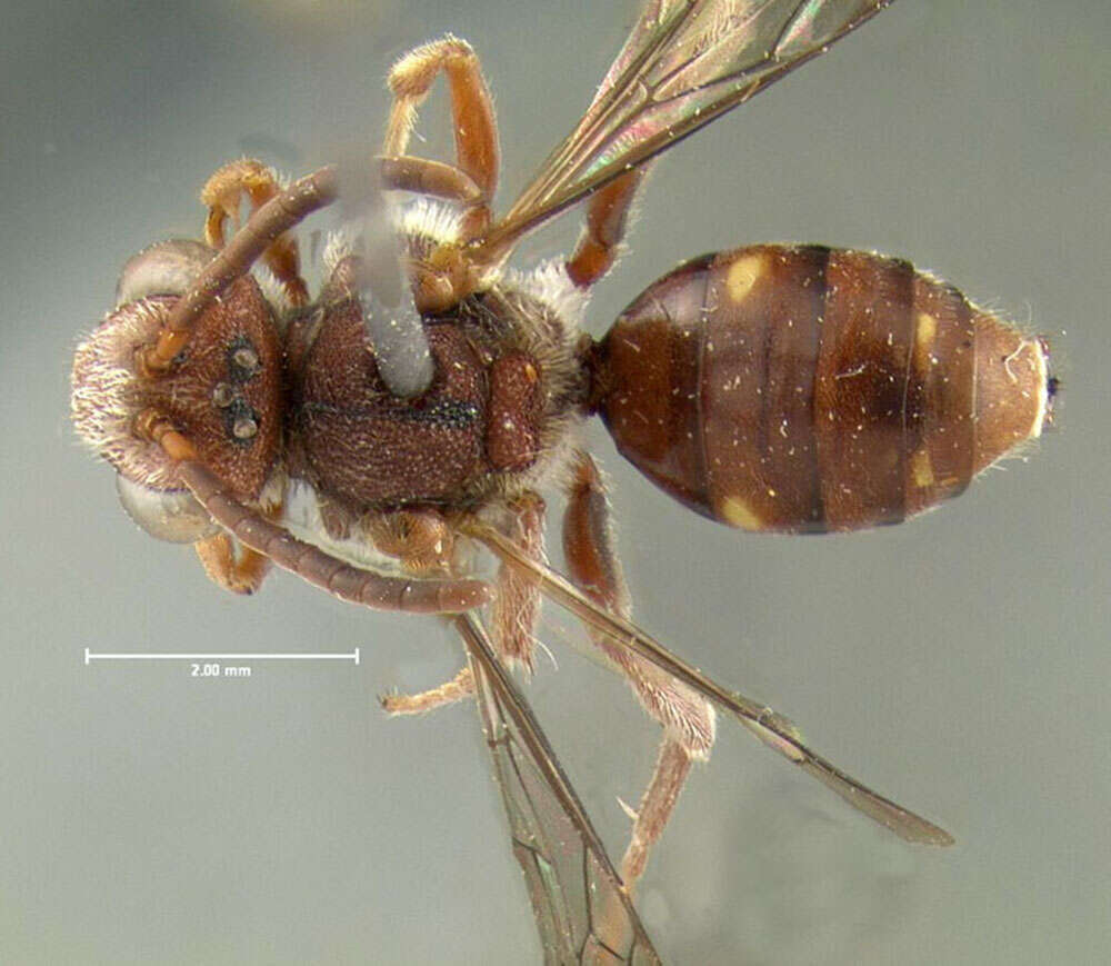 Image of Nomada pygmaea Cresson 1863