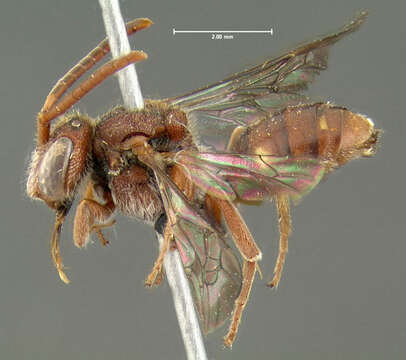 Image of Nomada pygmaea Cresson 1863