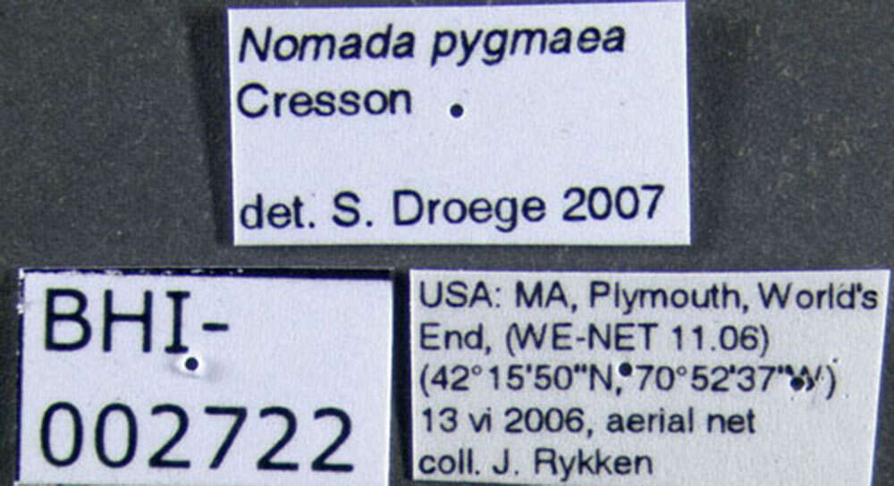 Image of Nomada pygmaea Cresson 1863