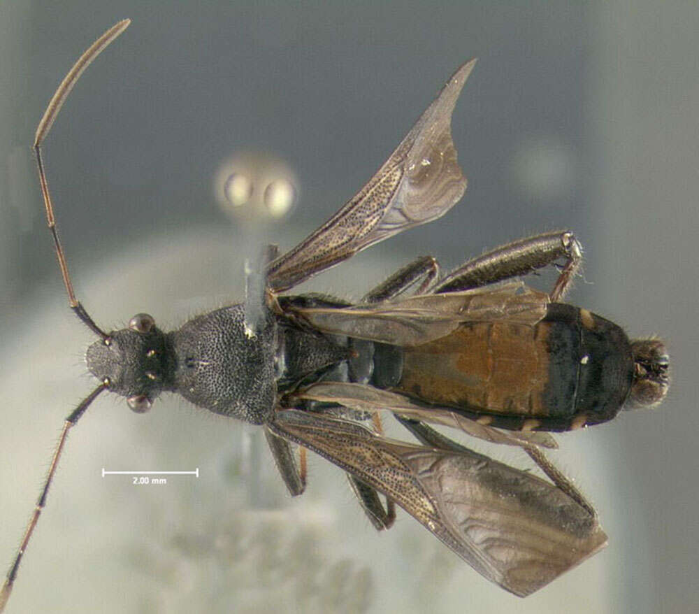 Image of Alydus eurinus (Say 1825)