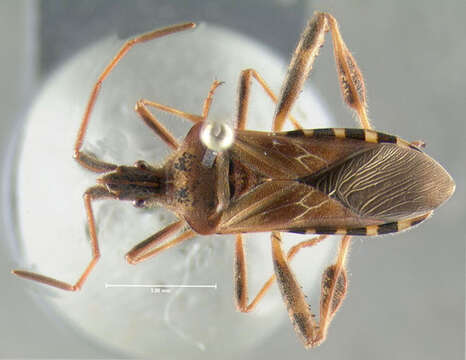 Image of Pine Seed Bug