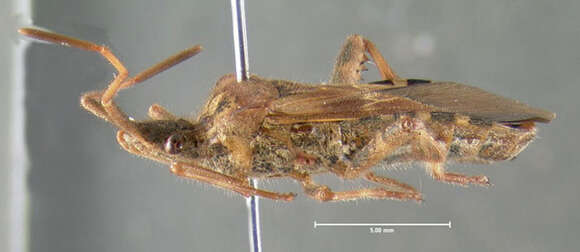 Image of Pine Seed Bug