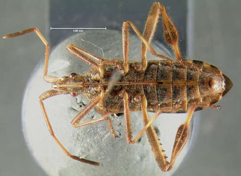 Image of Pine Seed Bug